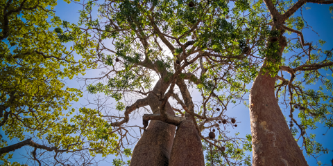 15 jours madagascar baobab