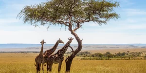 circuit botswana girafes