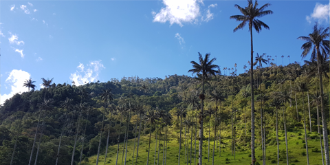 colombie en famille cocora palmiers a cire