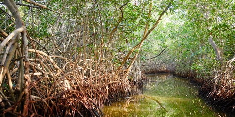 colombie en famille carthagene boquilla mangrove