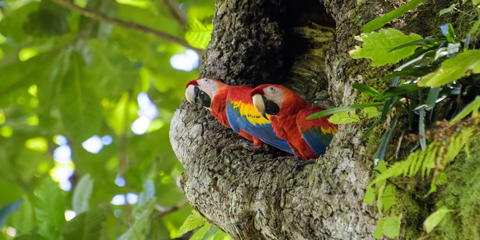 road trip costa rica perroquet ara rouge