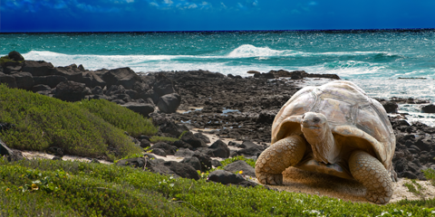 voyage equateur galapagos tortue galapagos