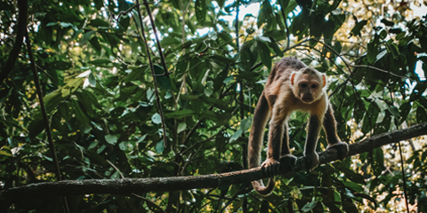 voyage equateur tout inclus paseos de los monos