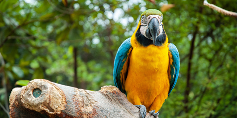 voyage organise equateur perroquet amazonie