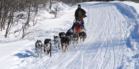 agence voyage saguenay dog sledding