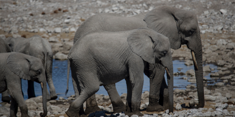 camping namibie etosha elephant