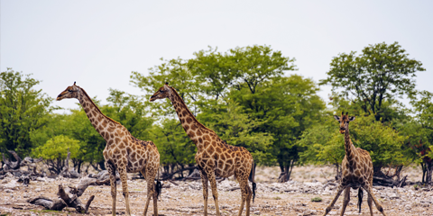 Camping namibie etosha girafes