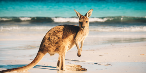 circuit australie 4 semaines kangaroos