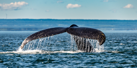 circuit canada en famille baleine saint laurent