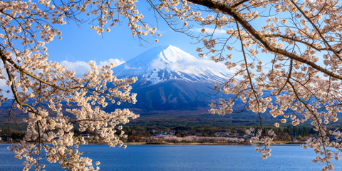 circuit Japon 15 jours mont fuji fleurs de cerisier
