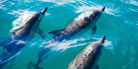 circuit prive sri lanka dauphins mer