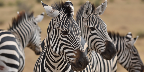 circuit safari tanzanie zebre