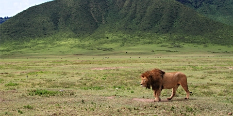 circuit safari tanzanie cratère ngorongoro