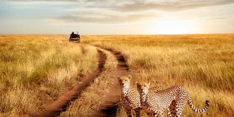 combine tanzanie zanzibar parc national serengeti