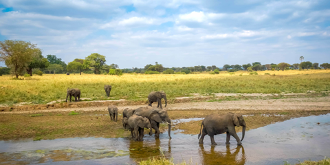 combine Tanzanie Zanzibar elephant parc de Tarangire
