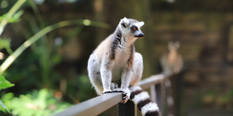 descente tsiribihina lemurien