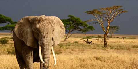 grande migration tanzanie j4 elephants parc national du serengeti