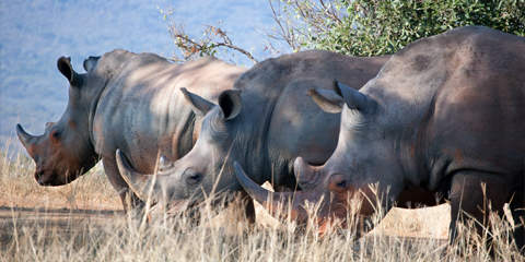guide francophone afrique du sud Rhinoceros