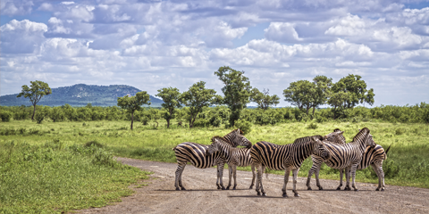 guide francophone afrique du sud kruger zebres