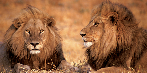 guide francophone afrique du sud kruger lions