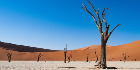 Guide local francophone Namibie désert namib
