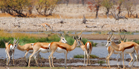 Guide local francophone Namibie antilopes Parc Etosha