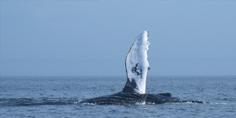 hydravion canada baleine tadoussac