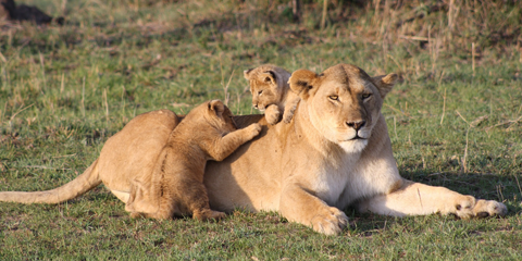 Kenya safari et plage lions