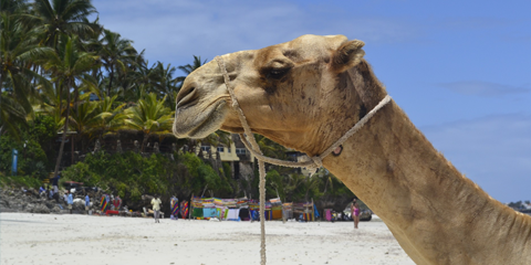 Kenya safari et plage mombasa beach