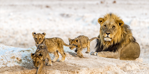 Namibie lodge luxe lions parc national etosha
