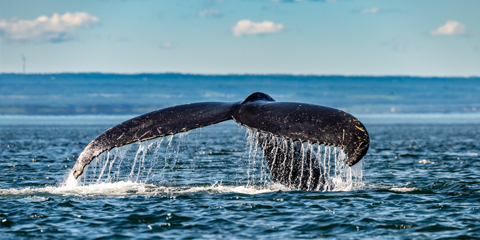 parc naturel quebec baleine saint laurent