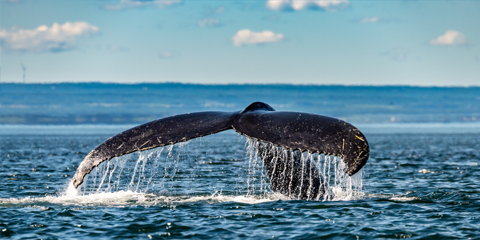 road trip est canadien baleine saint laurent