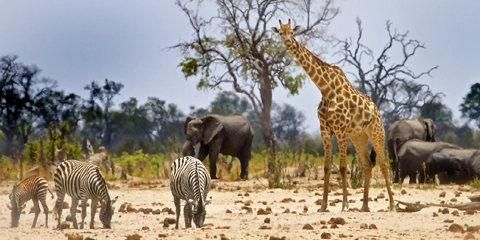 safari zimbabwe botswana hwange