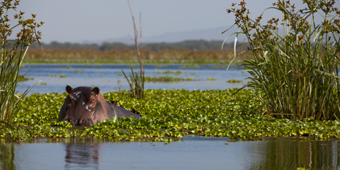 sejour Kenya Lac Naivasha