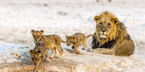 sejour Namibie lions Etosha