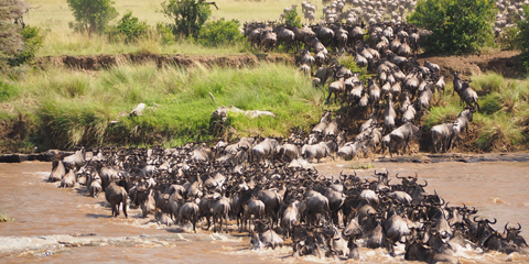 sejour Kenya masai mara migration gnous