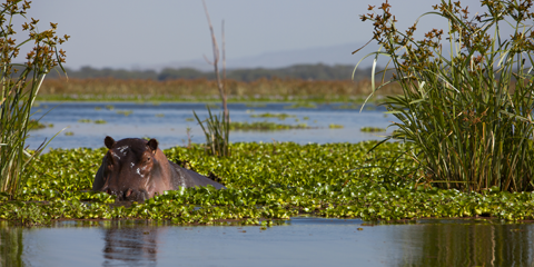 Sejour Kenya Lac Naivasha