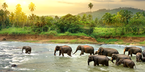 sri lanka maldives elephants