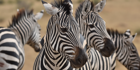 vacances tanzanie ruaha zebre