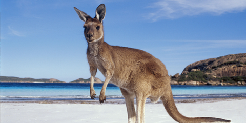voyage 3 semaines australie kangaroo island