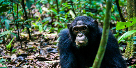 voyage Ouganda en petit grouep chimpanze