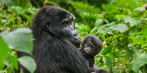 voyage Ouganda en petit groupe gorille