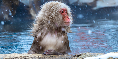 voyage au japon en famille macaque japonais neige