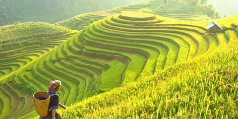 voyage luxe vietnam mucang chai yen bai riziere agriculture