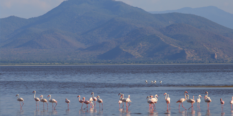 voyage organise tanzanie lac manyara