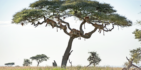 voyage organise tanzanie lions parc du serengeti