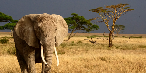 voyage organise tanzanie elephants parc national du serengeti
