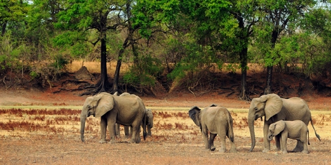 zambie parc luangwa elephant