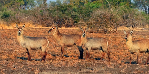 zambie parx luangwa antilope