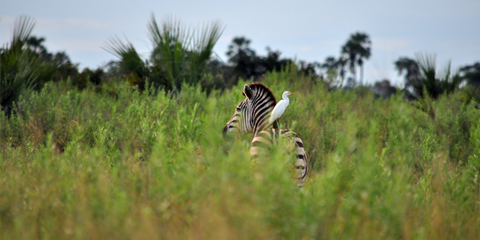 safari okavango reserve moremi